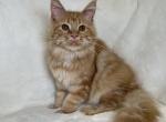 Aurora - Maine Coon Cat For Sale - Old Bridge&comma; NJ&comma; US