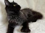 Dorian - Maine Coon Cat For Sale - Old Bridge&comma; NJ&comma; US