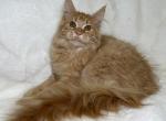 Artemis - Maine Coon Cat For Sale - Old Bridge&comma; NJ&comma; US