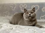 Felix - British Shorthair Cat For Sale - Los Angeles&comma; CA&comma; US