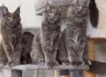 Litter H - Maine Coon Cat For Sale - Green Acres&comma; FL&comma; US