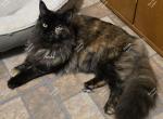 Inesha Black Tortie - Maine Coon Cat For Sale - Longmont&comma; CO&comma; US