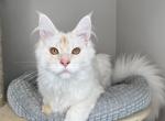 Pickles - Maine Coon Cat For Sale - Bozeman&comma; MT&comma; US