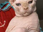 Mars - Sphynx Cat For Sale - Brooklyn&comma; NY&comma; US
