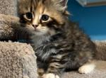 Vivian - Siberian Cat For Sale - North Port&comma; FL&comma; US