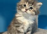 Luna - Siberian Cat For Sale - North Port&comma; FL&comma; US