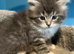 Grayson - Siberian Cat For Sale - North Port&comma; FL&comma; US