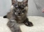 Hans - Maine Coon Cat For Sale - Grayslake&comma; IL&comma; US