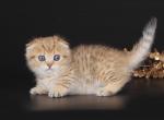 Joplin - Munchkin Cat For Sale - Pembroke Pines&comma; FL&comma; US