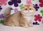 Yogurt&lowbar; - British Shorthair Cat For Sale - Pembroke Pines&comma; FL&comma; US