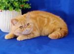 Emilia - Exotic Cat For Sale - Pembroke Pines&comma; FL&comma; US
