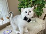 Thomas - Scottish Straight Cat For Sale - MD&comma; US