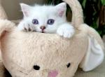 Teddy - Scottish Straight Cat For Sale - MD&comma; US