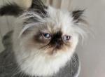 Sprinkles - Himalayan Cat For Sale - Satellite Beach&comma; FL&comma; US