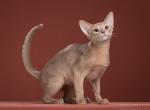 Sunrise - Abyssinian Cat For Sale - Pembroke Pines&comma; FL&comma; US