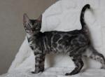 Fantastic - Bengal Cat For Sale - Norwalk&comma; CT&comma; US