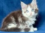 Clarence - Maine Coon Cat For Sale - Miami&comma; FL&comma; US