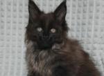 Chronos - Maine Coon Cat For Sale - Miami&comma; FL&comma; US