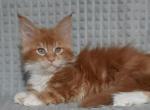 Fidel - Maine Coon Cat For Sale - Miami&comma; FL&comma; US