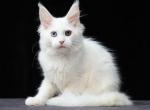 Amalia - Maine Coon Cat For Sale - Hollywood&comma; FL&comma; US