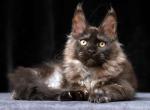 Xanta - Maine Coon Cat For Sale - Hollywood&comma; FL&comma; US