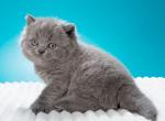 Athos - British Shorthair Cat For Sale - Norwalk&comma; CT&comma; US