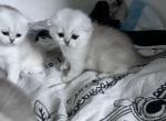 Soni kitten - Scottish Straight Cat For Sale - Bergenfield&comma; NJ&comma; US