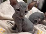 Solid Blue Female from January litter - Sphynx Cat For Sale - Ewing&comma; NJ&comma; US