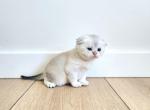 Scottish forld Link - Scottish Fold Cat For Sale - Lincoln&comma; NE&comma; US