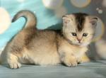 Twixie - Munchkin Kitten For Sale - Pembroke Pines&comma; FL&comma; US