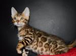 Lord - Bengal Cat For Sale - Norwalk&comma; CT&comma; US