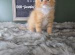 Linus - Maine Coon Cat For Sale - Braham&comma; MN&comma; US
