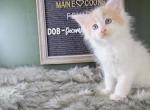 Odette - Maine Coon Cat For Sale - Braham&comma; MN&comma; US