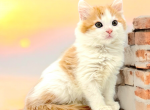 Gizmo - Munchkin Cat For Sale - Neosho&comma; MO&comma; US