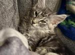 Moose - Maine Coon Cat For Sale - Paron&comma; AR&comma; US