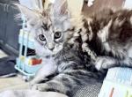 Ruby - Maine Coon Cat For Sale - Paron&comma; AR&comma; US