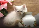 Milana of RomanovCats - Siberian Cat For Sale - Ashburn&comma; VA&comma; US