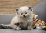 Pixie of RomanovCats - Siberian Cat For Sale - Ashburn&comma; VA&comma; US