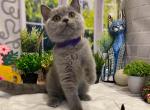 Oscar - British Shorthair Cat For Sale - Jacksonville&comma; FL&comma; US