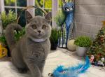 Octavia - British Shorthair Cat For Sale - Jacksonville&comma; FL&comma; US