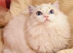 Julia - Ragdoll Cat For Sale - Irvine&comma; CA&comma; US