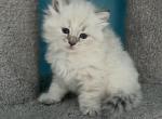 Nina - Siberian Cat For Sale - North Port&comma; FL&comma; US