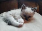 Ragdoll kittens - Ragdoll Kitten For Sale - Bigmount&comma; PA&comma; US