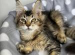 Milana - Maine Coon Cat For Sale - Old Bridge&comma; NJ&comma; US