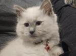 Gorgeous Balinese Kittens Available - Balinese Cat For Sale - Ypsilanti&comma; MI&comma; US