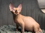 Flora - Sphynx Cat For Sale - Pembroke Pines&comma; FL&comma; US