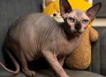 King - Sphynx Cat For Sale - Pembroke Pines&comma; FL&comma; US