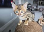 Bel - Bengal Cat For Sale - Hollywood&comma; FL&comma; US