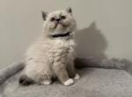 Luna - Ragdoll Cat For Sale - Monroe&comma; NC&comma; US