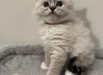 Lola - Ragdoll Kitten For Sale - Monroe&comma; NC&comma; US
